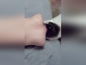 An unforgettable bestial encounter