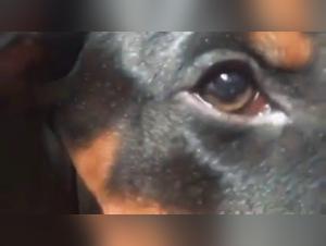 Bestiality with a Dog