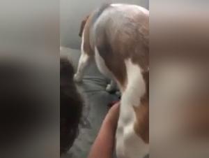 Woman subjected to a dog in an extreme zoophilia video