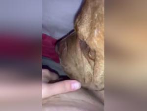 Salope baise chien : Pussy mouillée