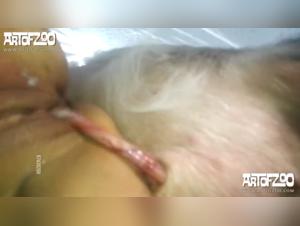 The Submissive Woman and the Extreme Pet Sex Experience Pornographic Video