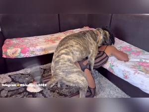 Bestiality sex video with a dog and a man