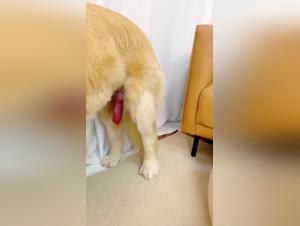 Exploring the Dark Side: Zoophilia