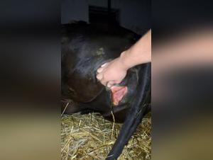 Bestiality: a woman and a cow