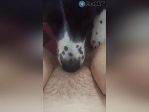 la salope suce son chien, baise fébrile