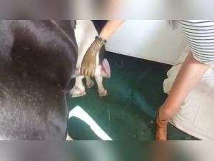 Equestrian Adventures: A History of Bestiality