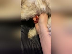 Submissive woman and her dog: an intense zoophilia video