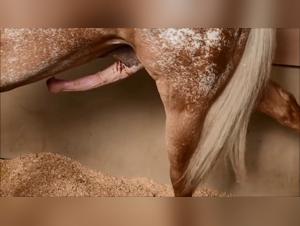 Video of Bestiality with a Horse