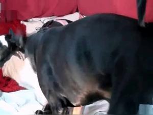 Babe with pink hair is banging with big black dog