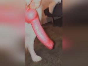 Caninecountess Obsédée : Baise Brutale avec Chien, Dripping et Fougue