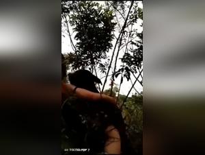 Forbidden Desires: Animalistic Encounters