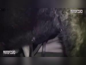 She masked, gets fucked by a dog