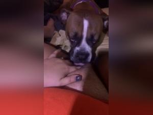 Bestial experiences: a mature woman and her dog