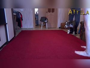 Intimate Video with a Dog