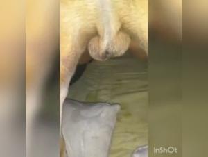 Bestiality sex video: Masked woman and her canine accomplice