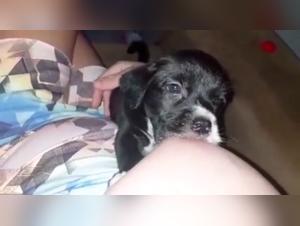 Bestiality: a woman and her puppy