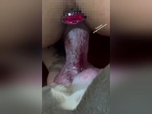 Nighttime Zooporno: Intimate Encounters