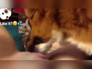 Bestiality: A Forbidden Encounter