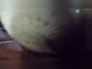 Chica bañada por perro, lamiendo salvaje