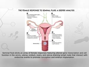 Guide for Women: Introduction to Canine Bestiality