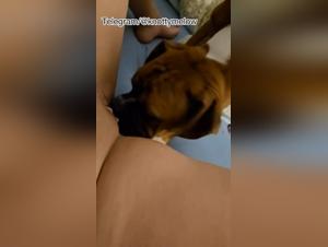 Dog licking a big pussy, orgasms