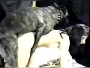 Liebste Frau Knallt Hund