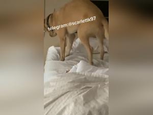 Perros y Putas: Vídeos XXX