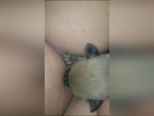 Sex with a Dog Video: A Forbidden Encounter