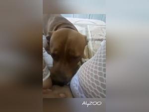 Femme seduits son chien dans une scene erotique - Partie 1