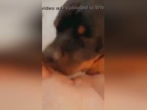 Sex video with a dog: a beastly experience