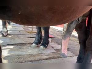 Horny Horse With Imposing Cock