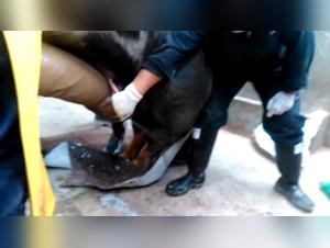 Forbidden Footage: Animal Exploitation Exposed