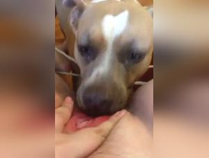 Submissive woman and her dog: a hard and extreme zoophilia video