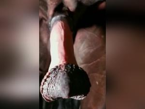 horse action big dripping