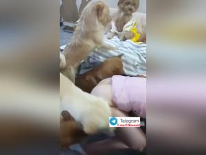 Asian Women Dog Sex 1