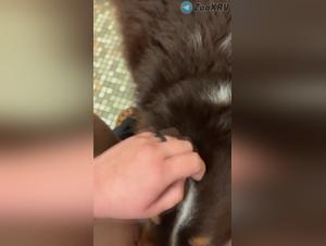 Salope léchée par chien