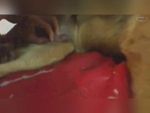 Woman and Dog: An Intimate Relationship