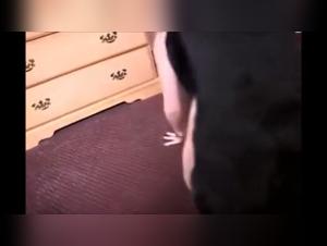 Bestial Encounters: Dog Sex Videos Not to Be Missed