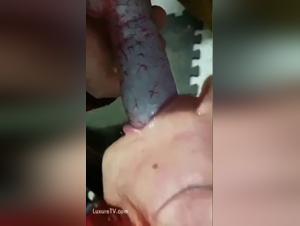 puta sueca perro salvaje