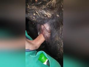 bestiality animalxxx