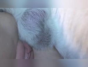 délices animales : baise matinale sauvage