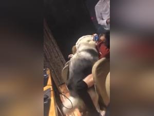 Beautiful Chinese girl and her dog in shocking bestiality scene