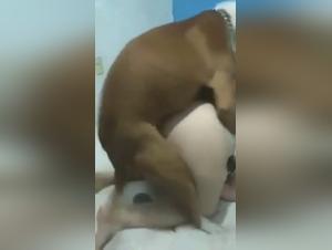 pasiones caninas: chicas teens y sexo animal extremo
