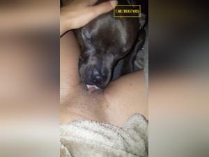 Hund leckt und fickt