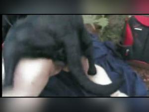 femme baise chien dans son lit conjugal 1