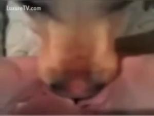 Bestiality sex: a woman and her dog