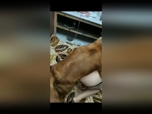 Bestiality Video - An Extreme Experience