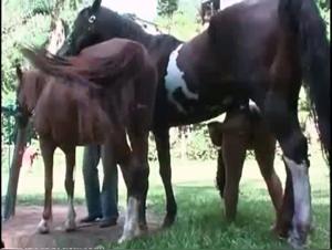 Blonde fucks wild horse