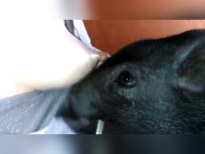 Slut gets fucked by her dog, extreme porn video