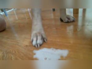 wanna fly dog style:  chienne défonce meuf